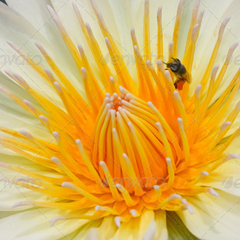 轰炸短信在线使用